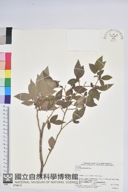 日本扁枝越桔藏品圖，第1張