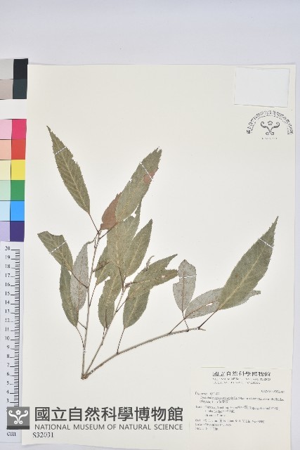 狹葉椆藏品圖，第1張