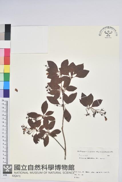 鐘鈴花、美鈴兒花、黃吊鐘花、鈴兒花藏品圖，第1張