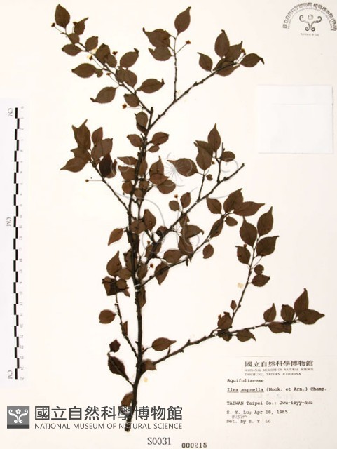 燈稱花、烏雞骨藏品圖，第1張