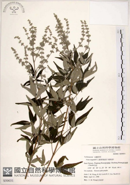 黃荊藏品圖，第1張