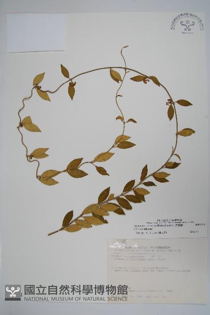 武靴藤藏品圖，第1張