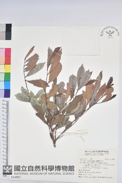 細葉饅頭果藏品圖，第1張