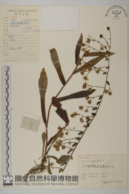 高山小葉菊、陀螺紫菀藏品圖，第1張