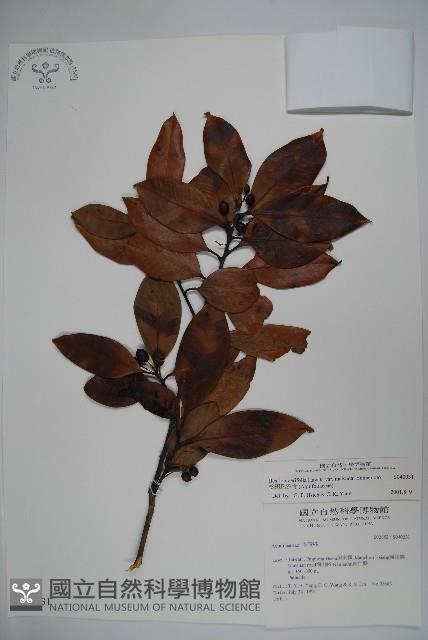 松田氏冬青藏品圖，第1張