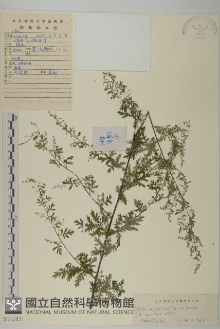 白蓮蒿藏品圖，第1張