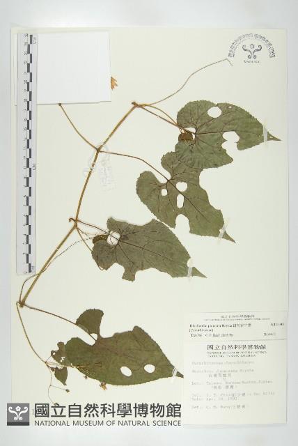 斑花青牛膽藏品圖，第1張