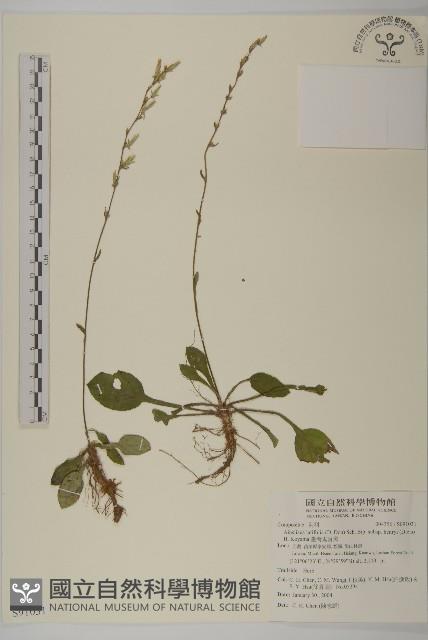 臺灣鬼督郵藏品圖，第1張