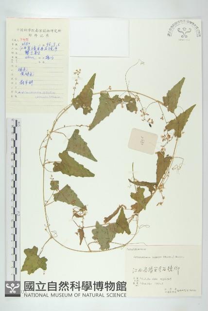 合子草藏品圖，第1張
