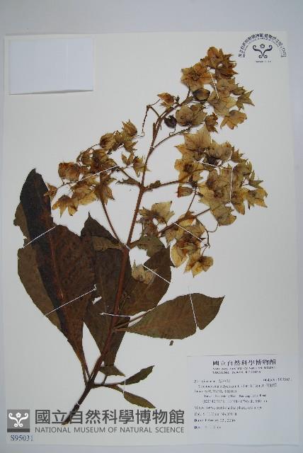 假酸漿藏品圖，第1張
