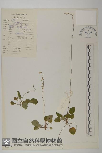 心葉兔兒風藏品圖，第1張