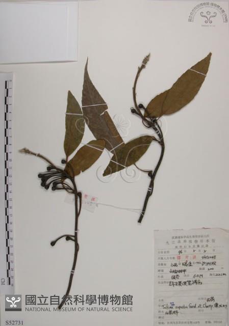 木荷藏品圖，第1張