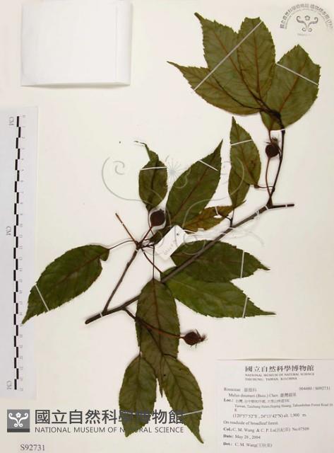 臺灣蘋果藏品圖，第1張
