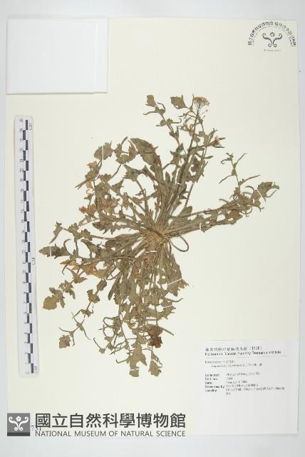 薺藏品圖，第1張