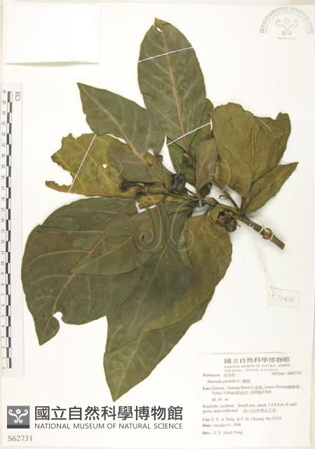 檄樹、諾麗果藏品圖，第1張