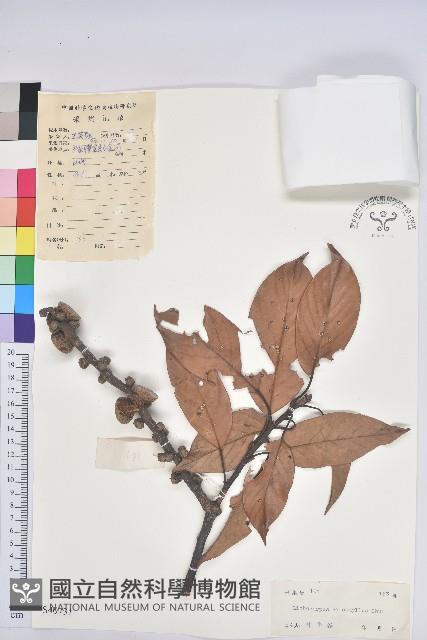 Accession Number:S040731 Collection Image