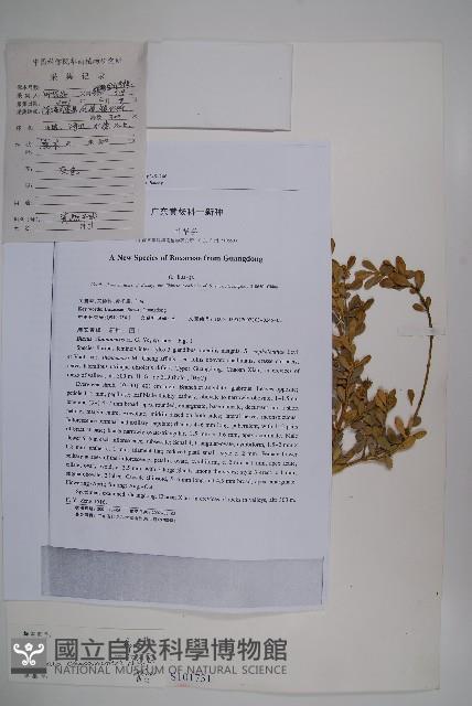 潮安黃楊藏品圖，第1張