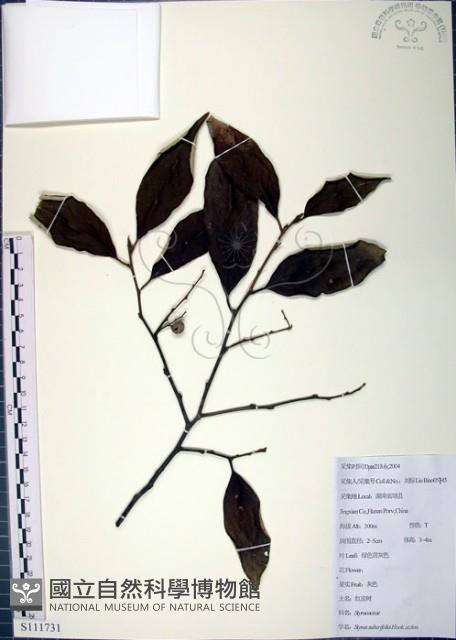 紅皮、葉下白、赤仔尾藏品圖，第1張