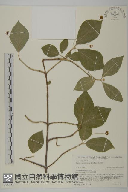 短翅衛矛藏品圖，第1張