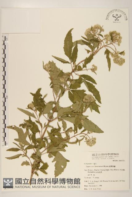 臺灣澤蘭藏品圖，第1張