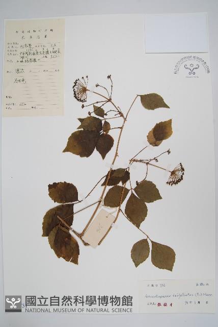 Three-leaved acanthopanax Collection Image, Figure 1, Total 2 Figures