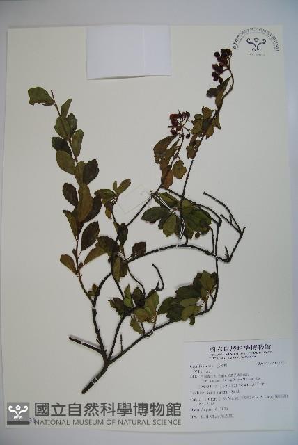 登錄號:S122231藏品圖，第1張