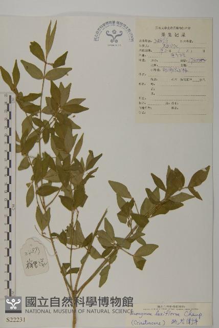 大丁黃藏品圖，第1張