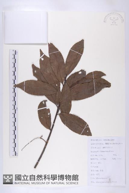 杜英藏品圖，第1張