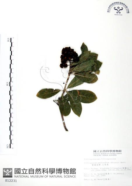 七里香、台灣海桐藏品圖，第1張