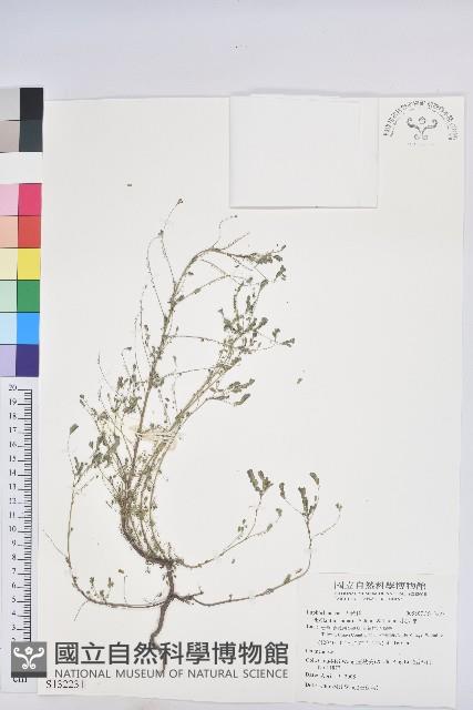 小返魂藏品圖，第1張