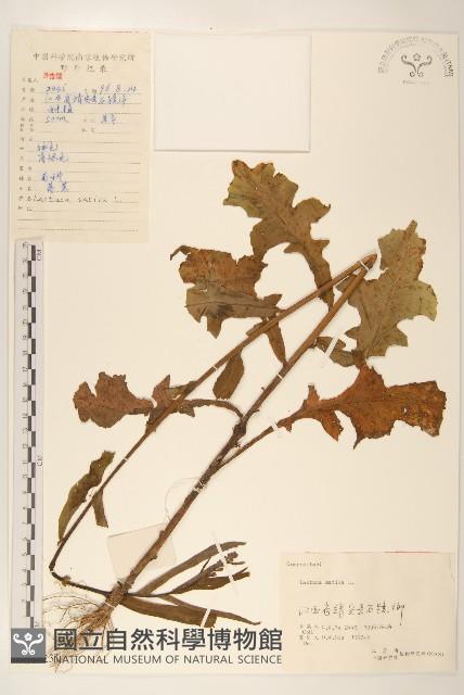 萵苣、蒿菜藏品圖，第1張