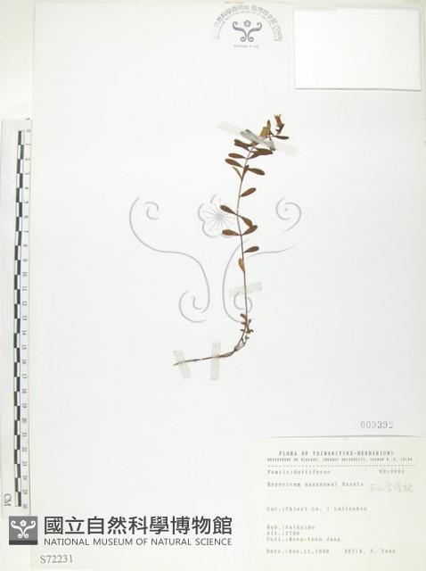 玉山金絲桃藏品圖，第1張