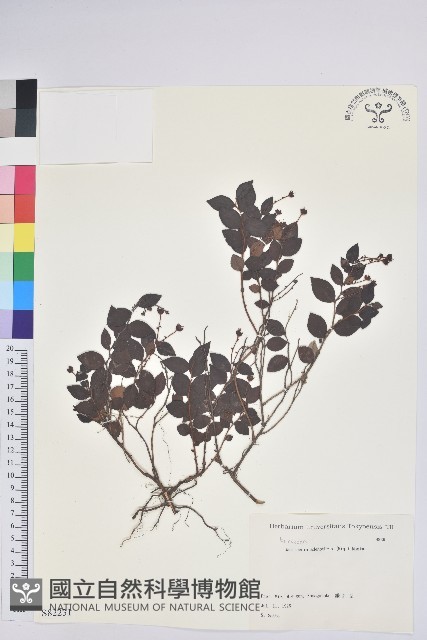 登錄號:S082231藏品圖，第1張