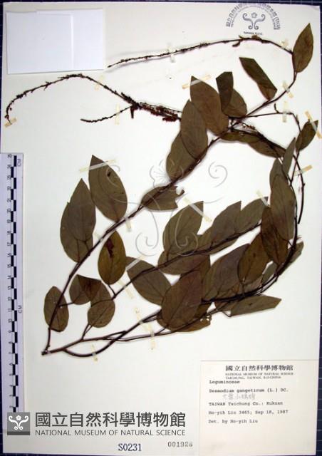 大葉山螞蝗藏品圖，第1張