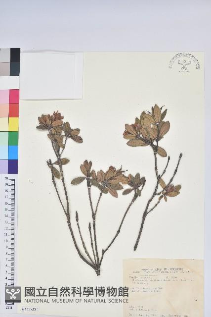 黃花著生杜鵑藏品圖，第1張