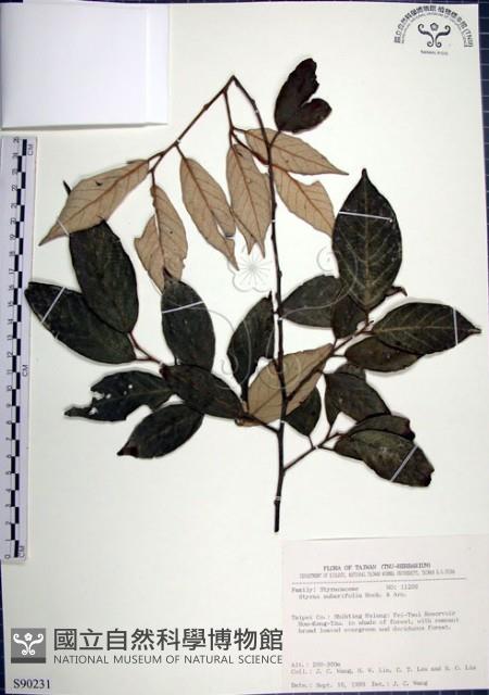 紅皮、葉下白、赤仔尾藏品圖，第1張