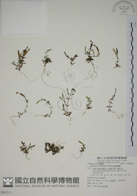 黃斑龍膽藏品圖，第1張