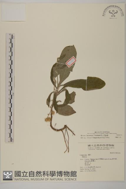 裡白艾納香藏品圖，第1張