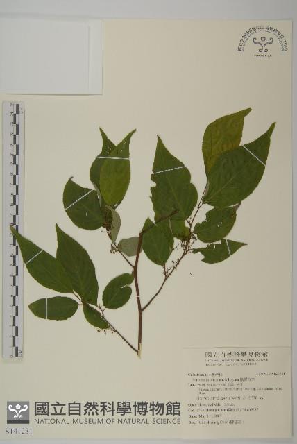 佩羅特木藏品圖，第1張