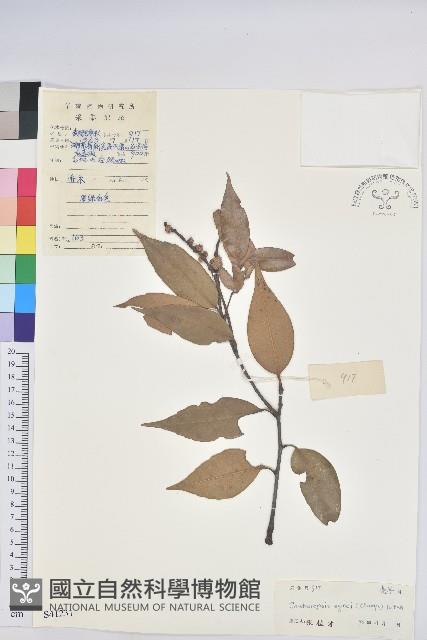 反刺苦櫧藏品圖，第1張