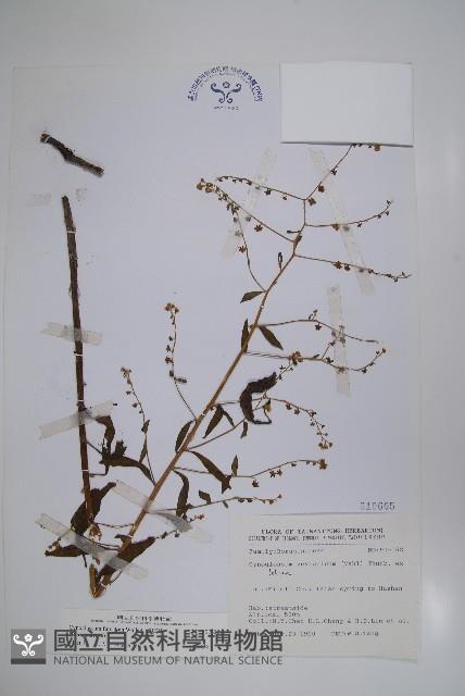 琉璃草藏品圖，第1張