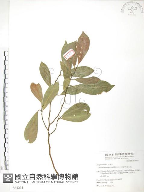 烏心石藏品圖，第1張