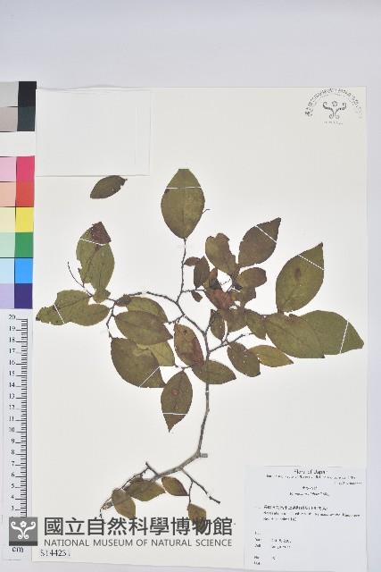 腺齒越桔藏品圖，第1張