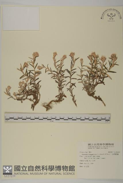 抱莖籟簫藏品圖，第1張