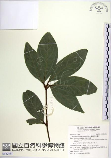 蘭嶼新木薑子藏品圖，第1張