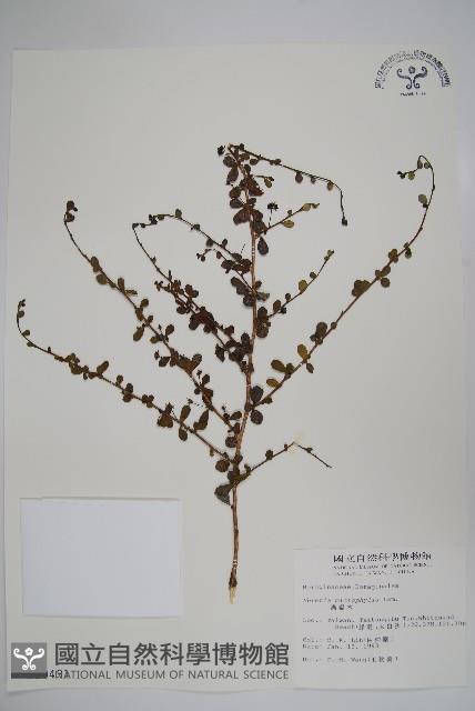 滿福木藏品圖，第1張