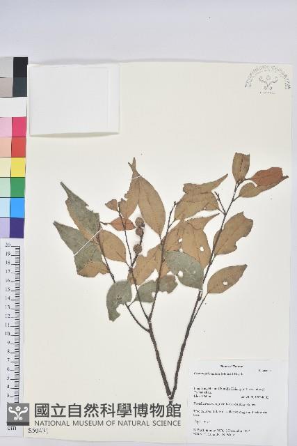 長尾栲、長尾柯、長尾尖葉櫧藏品圖，第1張