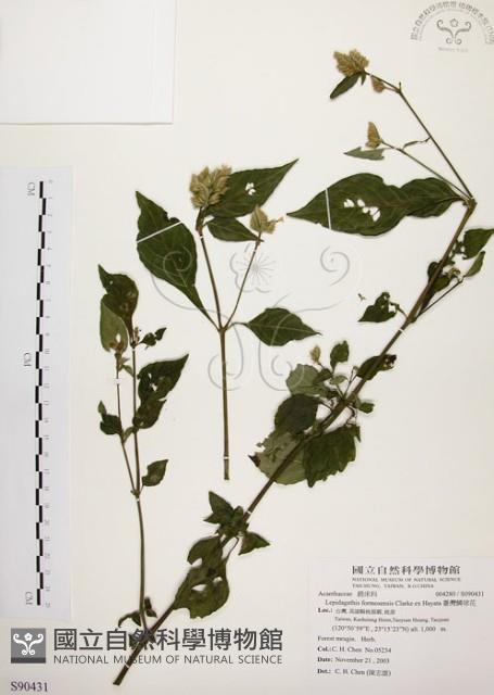 臺灣鱗球花藏品圖，第1張