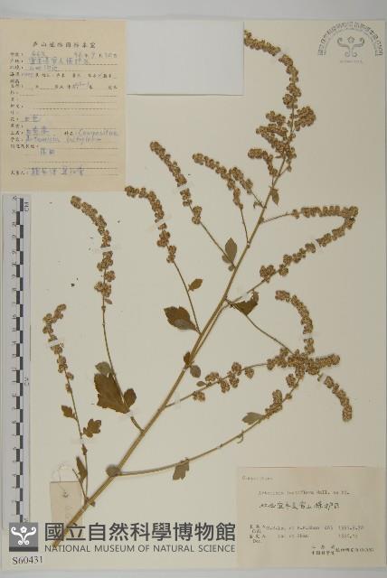 角菜、珍珠菜藏品圖，第1張