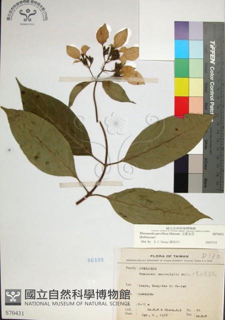 玉葉金花藏品圖，第1張